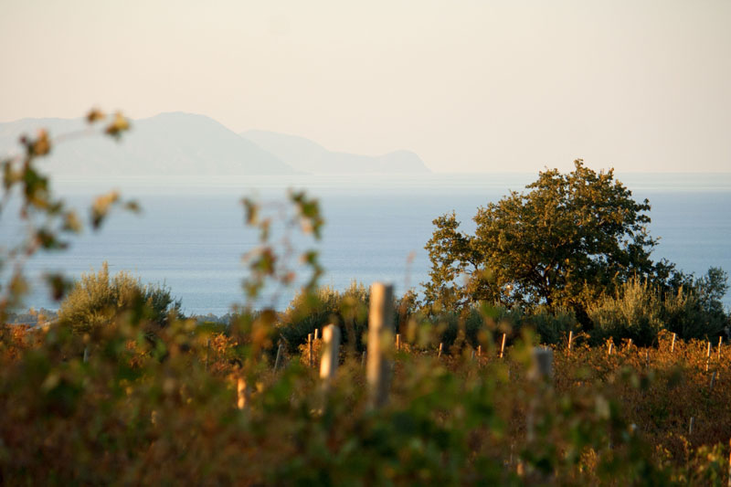 vini biologici siciliani